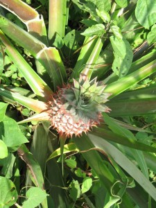 Un arbuste à ananas, poussant à même le sol