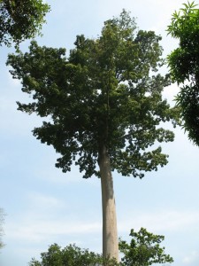 Un grand arbre dans la forêt de Missahohé