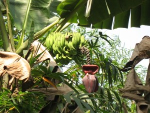 Régime et fleur de bananier
